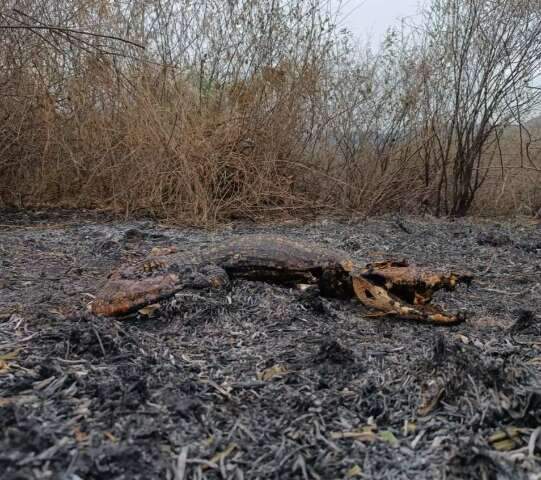 Fogo devastou 800 campos de futebol e j&aacute; deixa rastro de morte no Pantanal