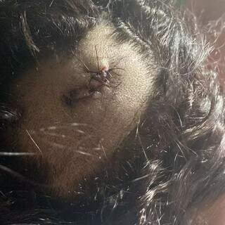 Marca de facada na cabeça da atual esposa do suspeito de atirar na ex. (Foto: Divulgação/PCMS)
