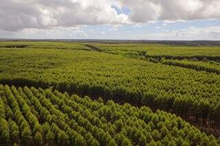 Área cultivada com eucaliptos em MS; 99,5% da área destinada à silvicultura no Estado tem eucalipto plantado. (Foto: Divulgação)