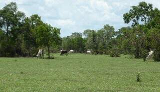 Propriedade rural localizada na região do Pantanal; em MS 59% dos proprietários estão imunes ao pagamento do ITR. (Foto: Arquivo/Embrapa)