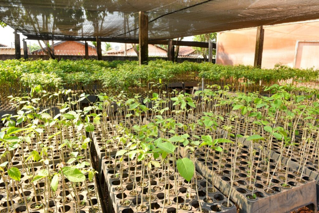 Termo garante gest&atilde;o eletr&ocirc;nica da arboriza&ccedil;&atilde;o em Campo Grande