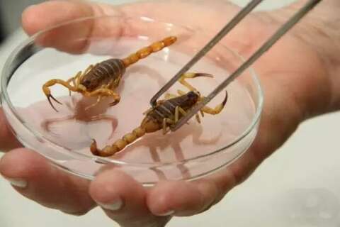 Você já encontrou escorpião na sua casa? Participe da enquete
