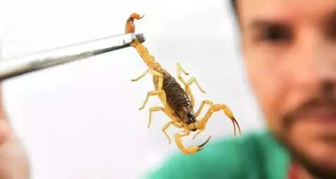 Enquete: 77% dos leitores já encontraram escorpiões em casa