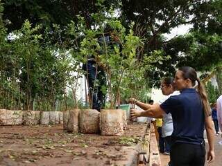 Mudas serão distribuidas no Paço Municipal, a partir das 7h30, neste sábado (Foto: Arquivo Campo Grande News)