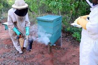 Apicultor em tratamento de abelhas no apiário (Foto: Divulgação/Senar-MS)