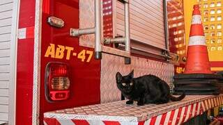 Leela em uma das viaturas dos bombeiros, a mascote da equipe (Foto:  Leonardo Henrique/Cenário MS)