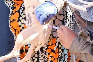 Aplicação de vacina antirrábica em cão (Foto: Arquivo/Kísie Ainoã)