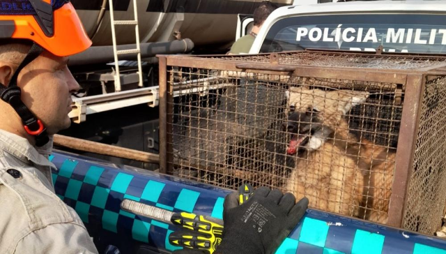 Lobo-guar&aacute; &eacute; resgatado ap&oacute;s passear por avenida de Bataguassu