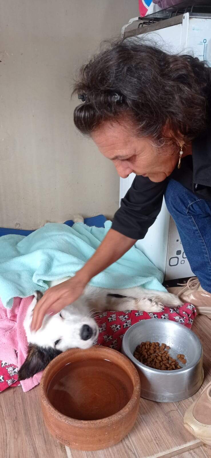 Com 239 cães resgatados, ONG só tem ração para os próximos cinco dias 