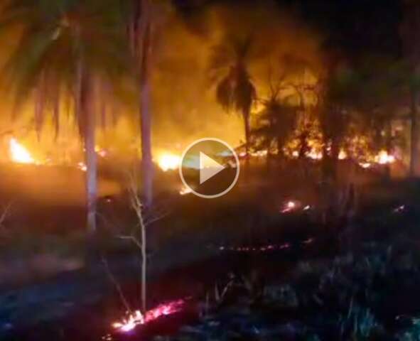 Inc&ecirc;ndio de grande propor&ccedil;&atilde;o destr&oacute;i &aacute;rea de mata &agrave;s margens de rodovia