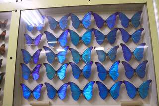 Cores das borboletas chamam atenção pela variedade, como as azul cintilante. (Foto: Paulo Francis)