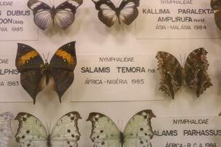 Parte das espécies foi coletada na Nigéria e na Malásia. (Foto: Paulo Francis)