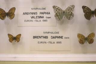 Borboleta mais antiga da coleção foi encontrada na Itália, em 1895. (Foto: Paulo Francis)