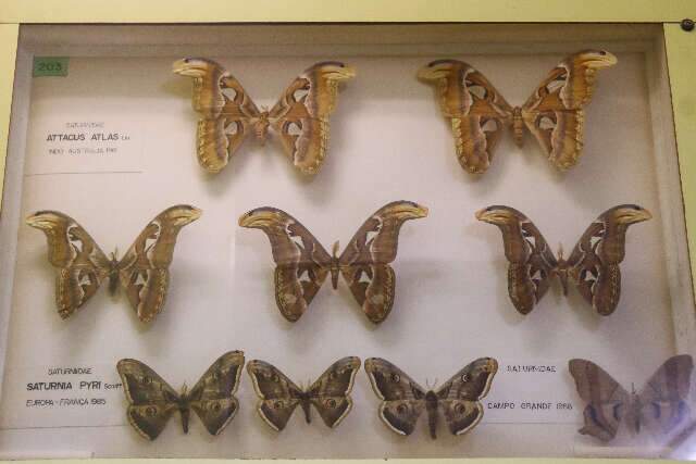  Exposição fechada por 18 anos tem até borboleta que parece cobra
