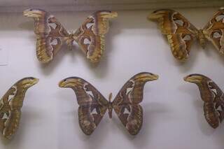 Mariposa-atlas, encontrada na Austrália, possui as pontas das asas parcidas com cabeça de cobra. (Foto: Paulo Francis)