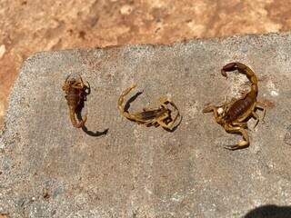 Escorpiões foram encontrados na quarto e no quintal da casa (Foto: Direto das Ruas)