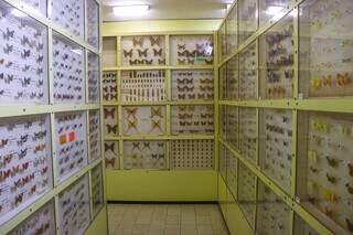 Sala conserva as borboletas em diversas caixas, como organizado inicialmente. (Foto: Paulo Francis)