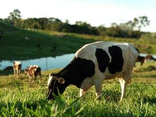 Vaca leiteira criada a pasto em propriedade rural brasileira; altos custos e baixa lucratividade continuam pressionando setor. (Foto: Arquivo/Embrapa)