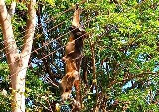 Macaco morre preso em fia&ccedil;&atilde;o ap&oacute;s receber descarga el&eacute;trica