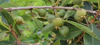 Guavira, fruta típica do Cerrado, tem uso e aplicação de comida a medicamentos. (Foto: Arquivo/Agraer) 