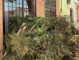 Resto de poda de árvores em Campo Grande (Foto: Direto das Ruas)