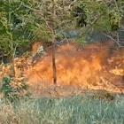 Vídeo mostra incêndio consumindo parque ecológico