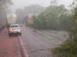 Árvores caídas na BR-262, em Corumbá. (Foto: Direto das Ruas)