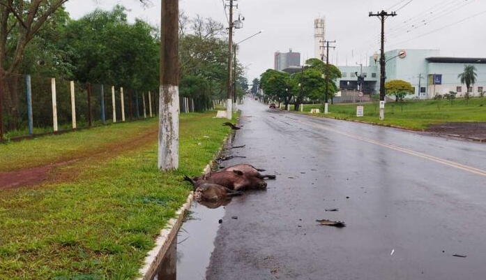 Quatro capivaras morrem atropeladas por carro durante chuva 