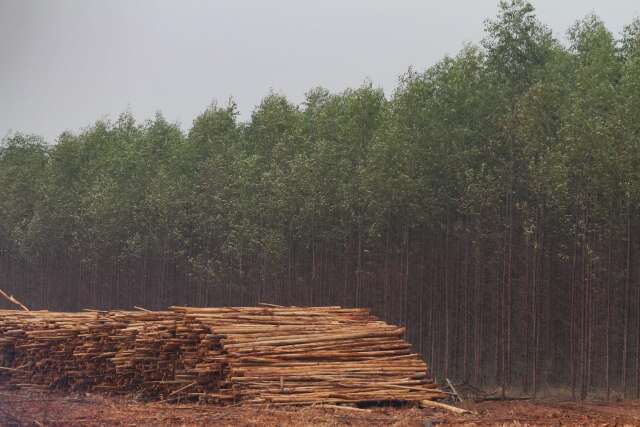 Com 1 milh&atilde;o de hectares de eucalipto, MS vive entre d&oacute;lares e &ldquo;deserto verde&rdquo;