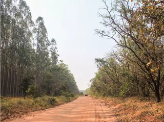 Estrada na zona rural faz divisão do eucalipto (à esquerda) e Cerrado (à direita). (Foto: Marina Pacheco/Aquivo)