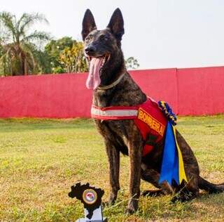 Cadela Laika, com a certificação conquistada no fim de semana no Rio Grande do Sul. (Foto: Reprodução)
