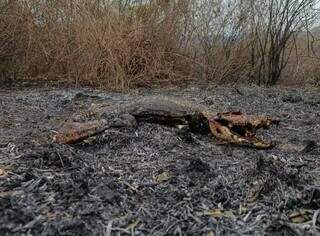 Carcaça de jacaré encontrada nesta manhã, num dos pontos de combate a incêndios no Pantanal (Foto: Corpo de Bombeiros/Divulgação)