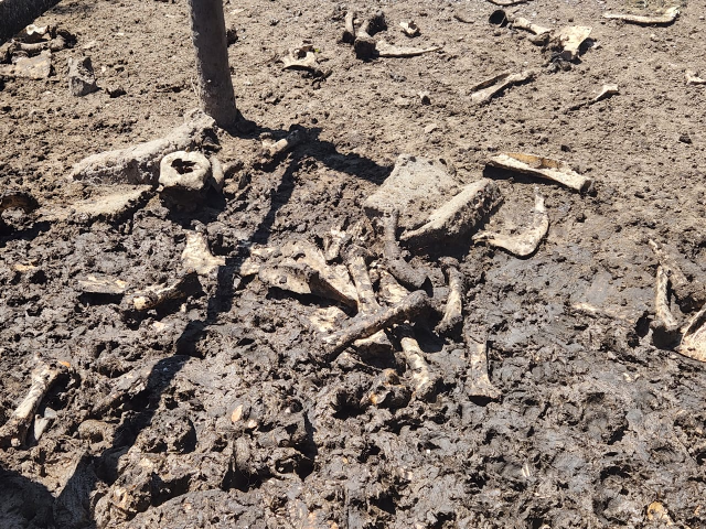Pol&iacute;cia prende criador de su&iacute;nos em abatedouro clandestino