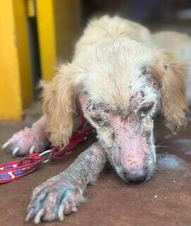 Animal doente, sem cuidados, com feridas no focinho e olhos. (Foto: Reprodução)