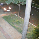Em alta velocidade, carro arranca ipê e quase atinge poste na Fábio Zahran