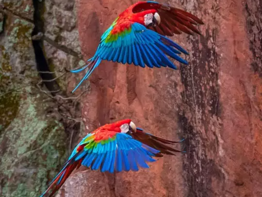 Com mais de 160 tipos de aves, Buraco das Araras completa 27 anos