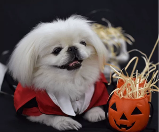 Cão de pequeno porte com fantasia de Dia das Bruxas. (Foto: Reprodução/Instagram @hankpequines)