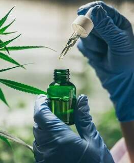 Óleo à base de cannabis medicinal (Foto: A Divina Flor)