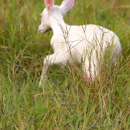 Raro, filhote de veado-campeiro albino dá exemplo de sobrevivência no Pantanal