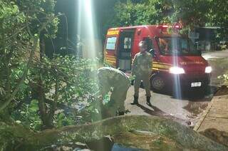 Bombeiros trabalham na remoção de árvore caída em Chapadão do Sul (Foto: Norbertino Angeli/Jovem Sul News)