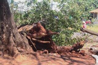 Tronco de árvore caído no Trevo Imbirussu (Foto: Marcos Maluf)