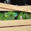 Polícia apreende 206 papagaios após tráfico de animais no interior 