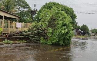 Árvore caída na Rua Monte Castelo. (Foto: Reprodução/A Gazeta News)