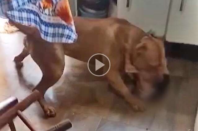 Voc&ecirc; j&aacute; foi atacado por algum animal na rua? Participe da enquete