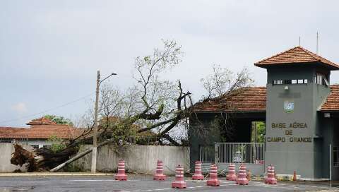 Árvores caem pela cidade e telhado atinge portão de residência durante temporal 