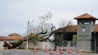 Árvore de grande porte caída sobre o muro e estrutura da Base Aérea de Campo Grande (Foto: Alex Machado) 
