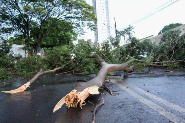 Temporal derrubou &aacute;rvores, encheu ruas, alagou posto de sa&uacute;de e suspendeu aulas 