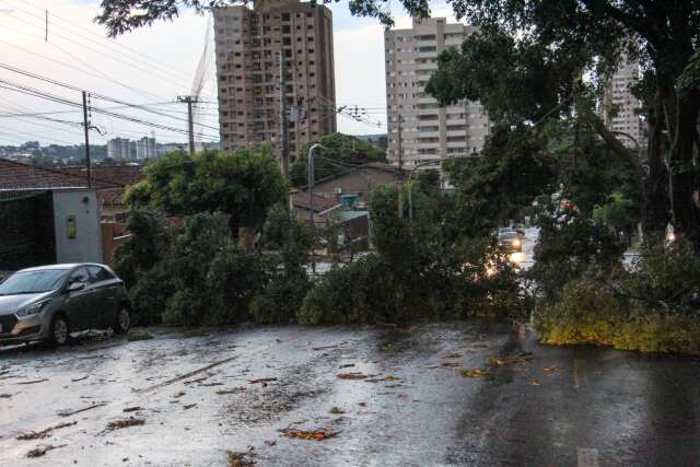 &Aacute;rvores caem e interrompem o fluxo de ve&iacute;culos no Bairro Cruzeiro