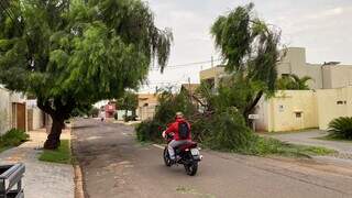Motociclista passa próximo de árvore caída na Rua Domingos Marques, no Vilas Boas (Foto: Antonio Bispo)