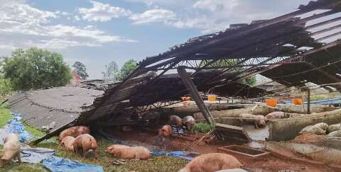 Vendaval destruiu barracão de suínos em São Gabriel do Oeste
